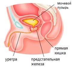 Прямая Кишка Фото Где Находится